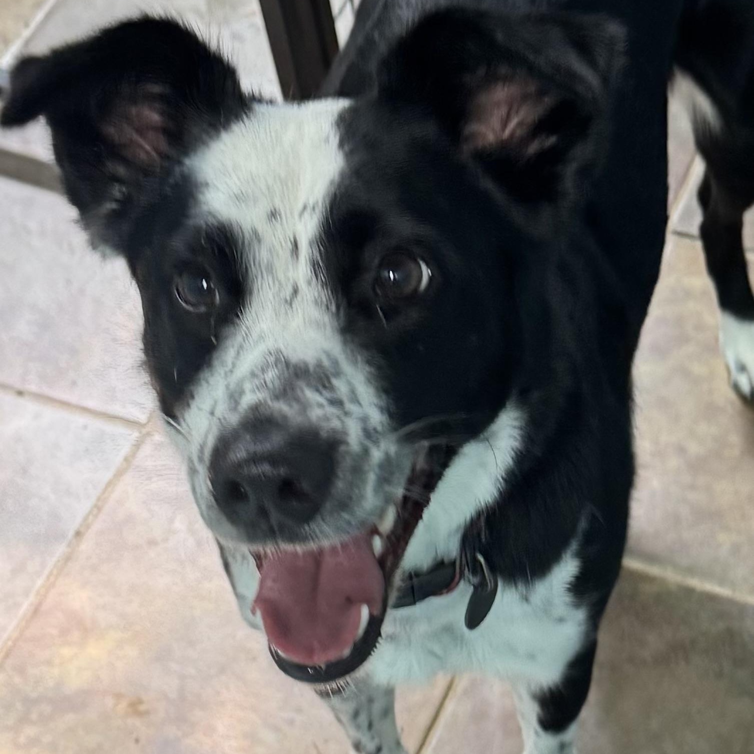 Enlarge Harloe, a ADOPTABLE mixed breed in Louisburg, KS image 6/6