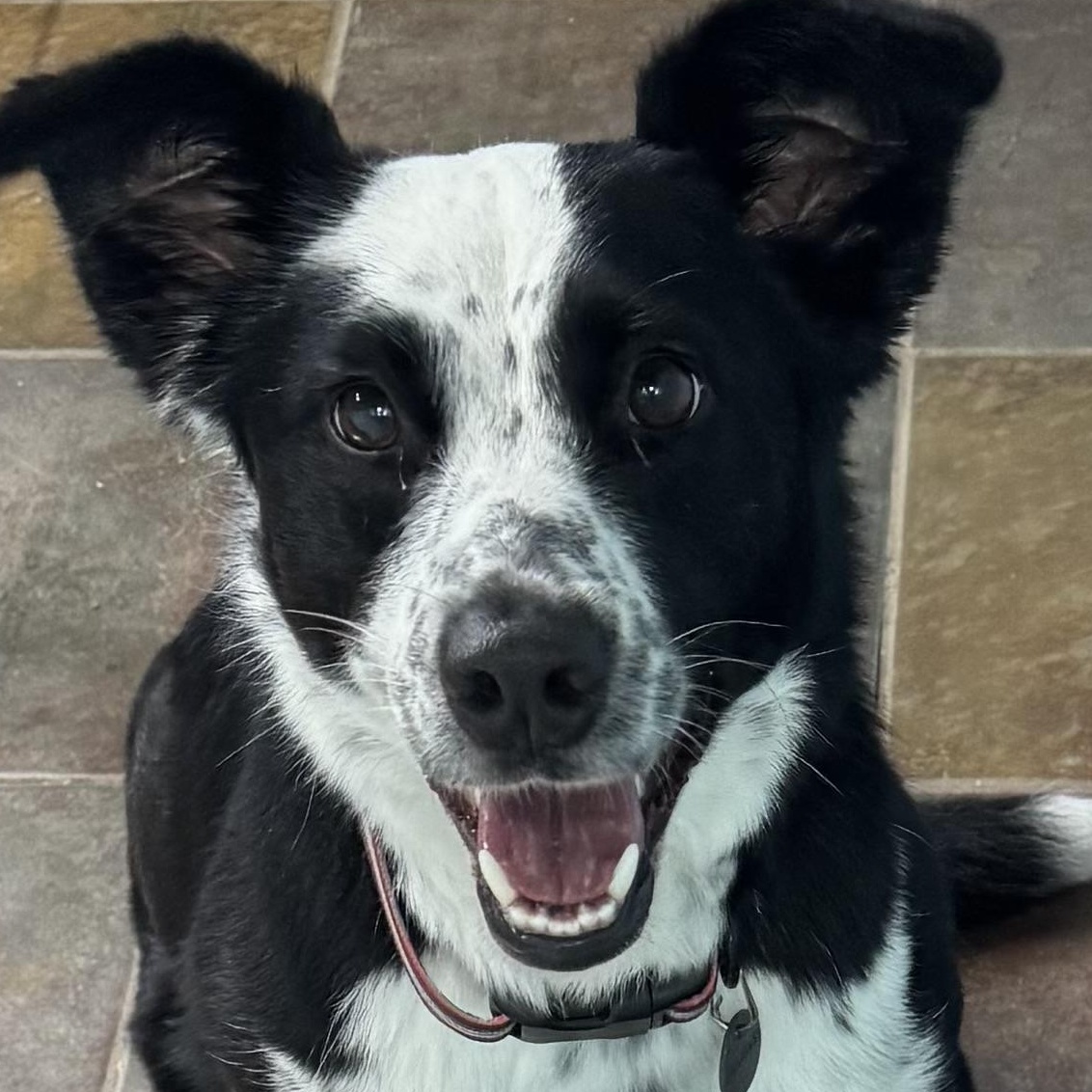 Enlarge Harloe, a ADOPTABLE mixed breed in Louisburg, KS image 2/6