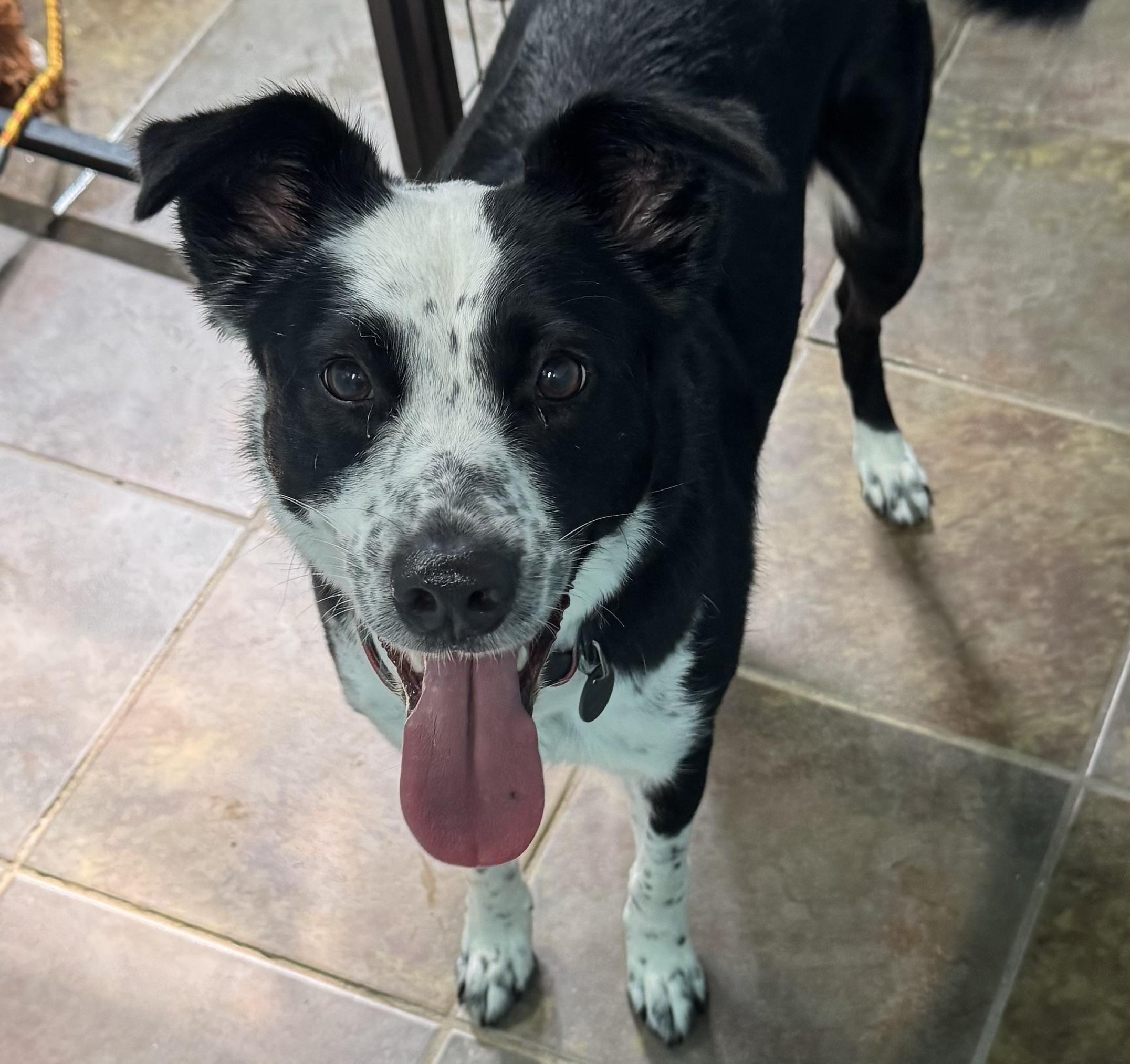 Enlarge Harloe, a ADOPTABLE mixed breed in Louisburg, KS image 1/6
