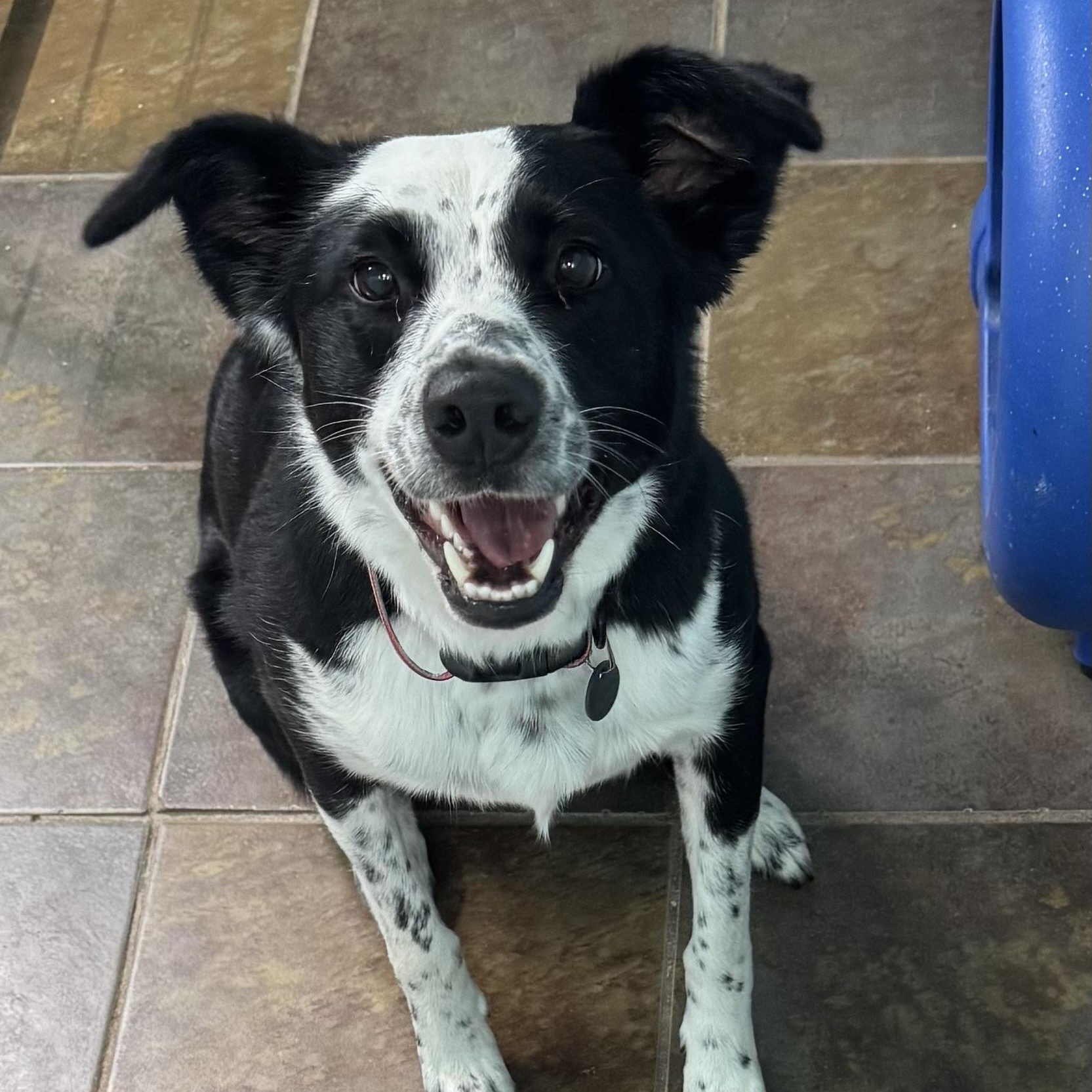 Enlarge Harloe, a ADOPTABLE mixed breed in Louisburg, KS image 5/6