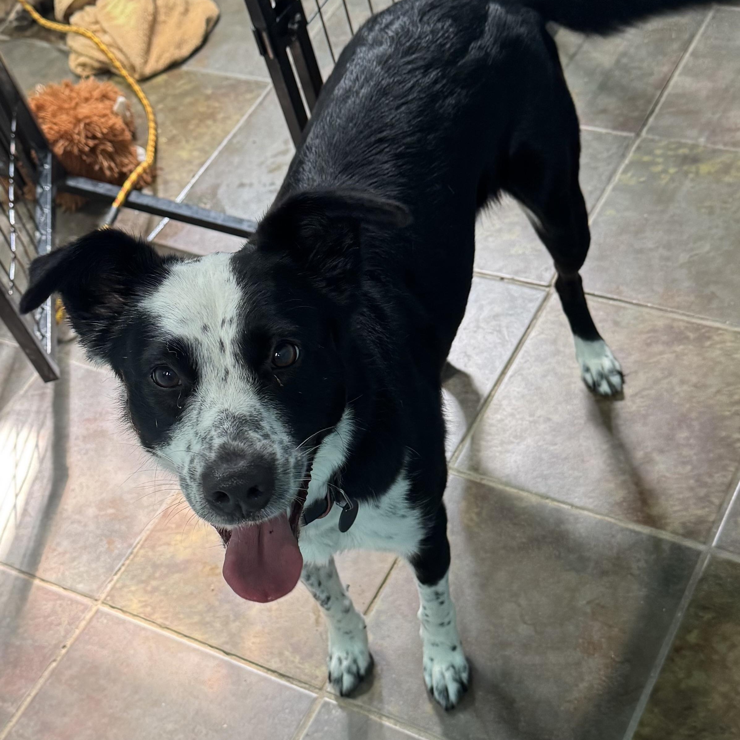 Enlarge Harloe, a ADOPTABLE mixed breed in Louisburg, KS image 3/6