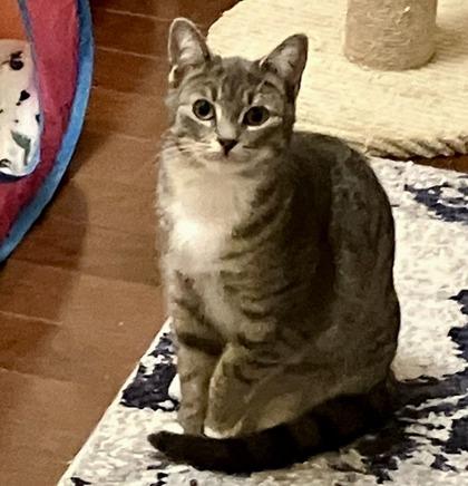 Phoenix — thumbnail 2