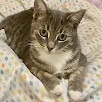 Phoenix — thumbnail 3