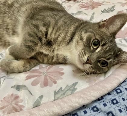 Phoenix — thumbnail 4