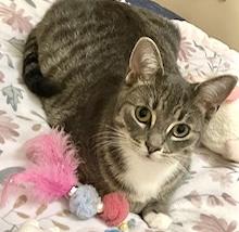 Phoenix — thumbnail 5