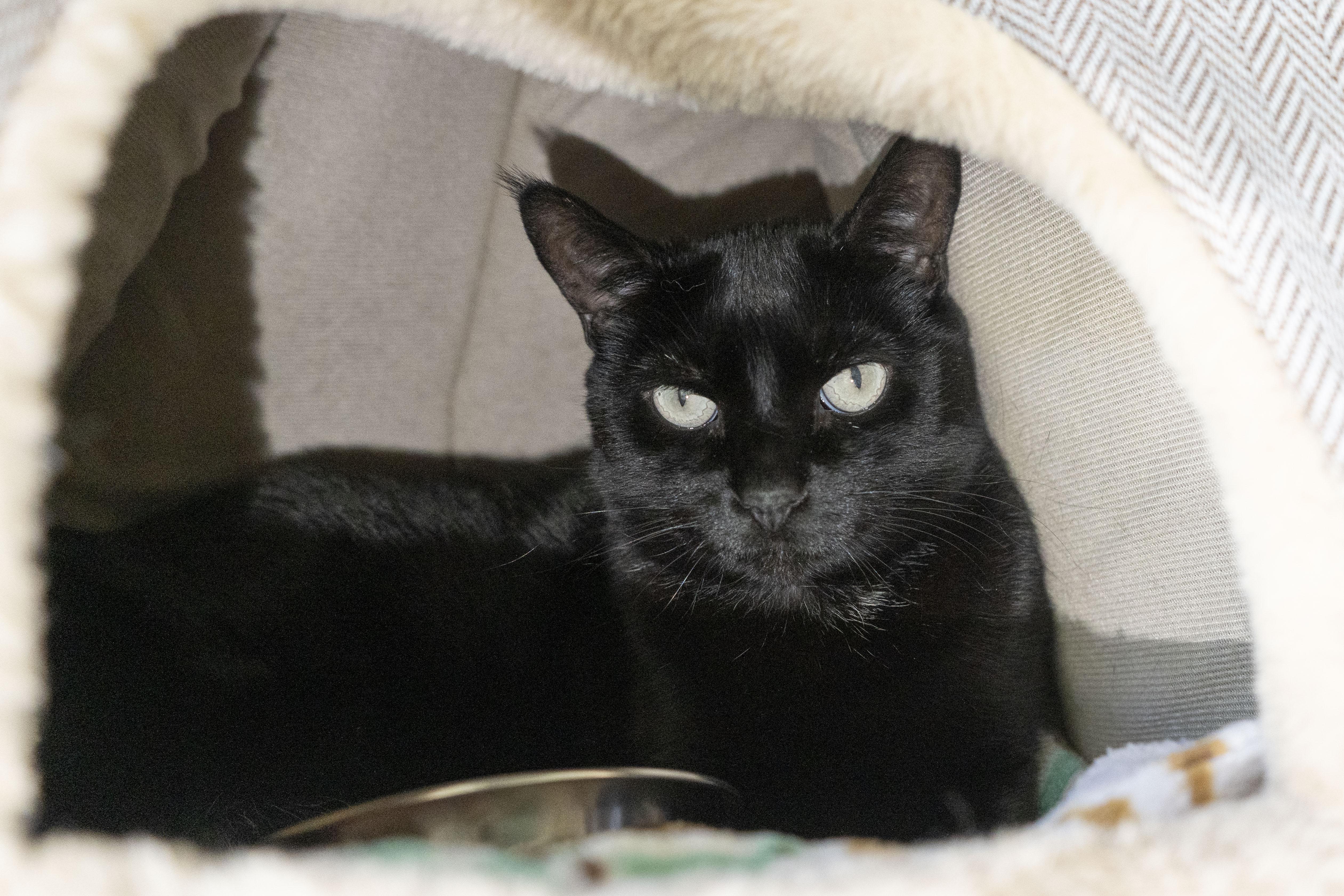 Amabel, Senior Female Domestic Short Hair