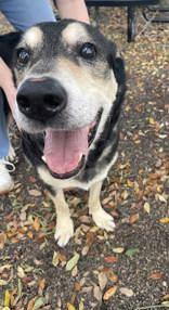 Rocco (159586) (In a foster home), a ADOPTABLE German Shepherd Dog in Baton Rouge, LA image 4/5