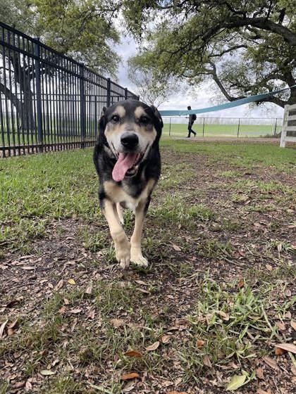 Rocco (159586) (In a foster home), a ADOPTABLE German Shepherd Dog in Baton Rouge, LA image 3/5
