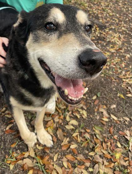 Rocco (159586) (In a foster home), ADOPTABLE, Senior Male German Shepherd Dog.