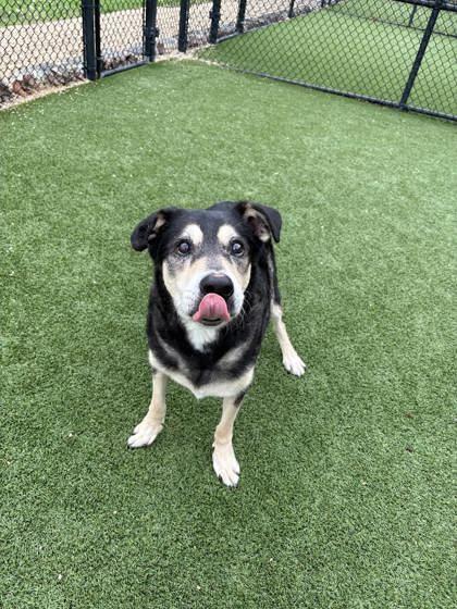 Rocco (159586) (In a foster home), a ADOPTABLE German Shepherd Dog in Baton Rouge, LA image 5/5