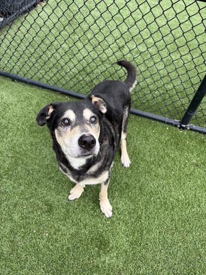 Rocco (159586) (In a foster home), a ADOPTABLE German Shepherd Dog in Baton Rouge, LA image 2/5