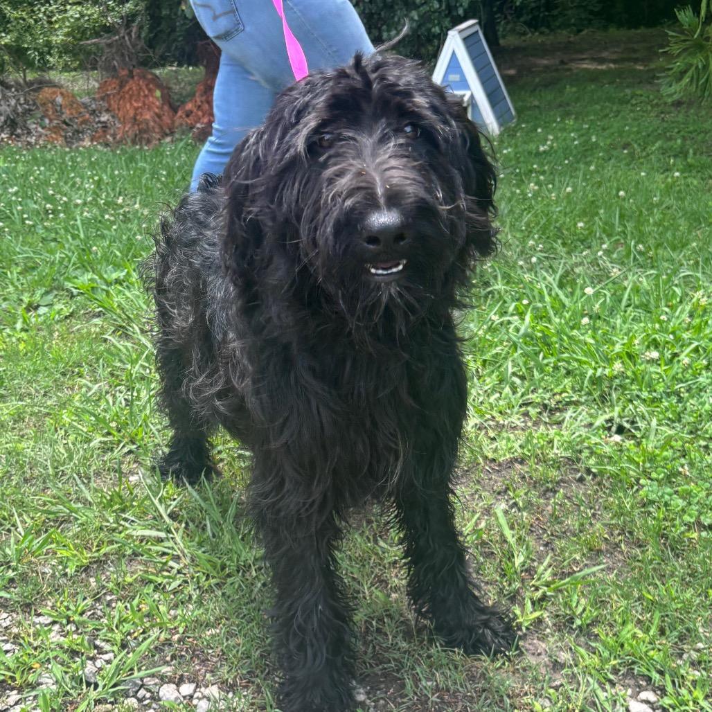 Jw, Adoptable, Young Male Poodle & Mixed Breed.