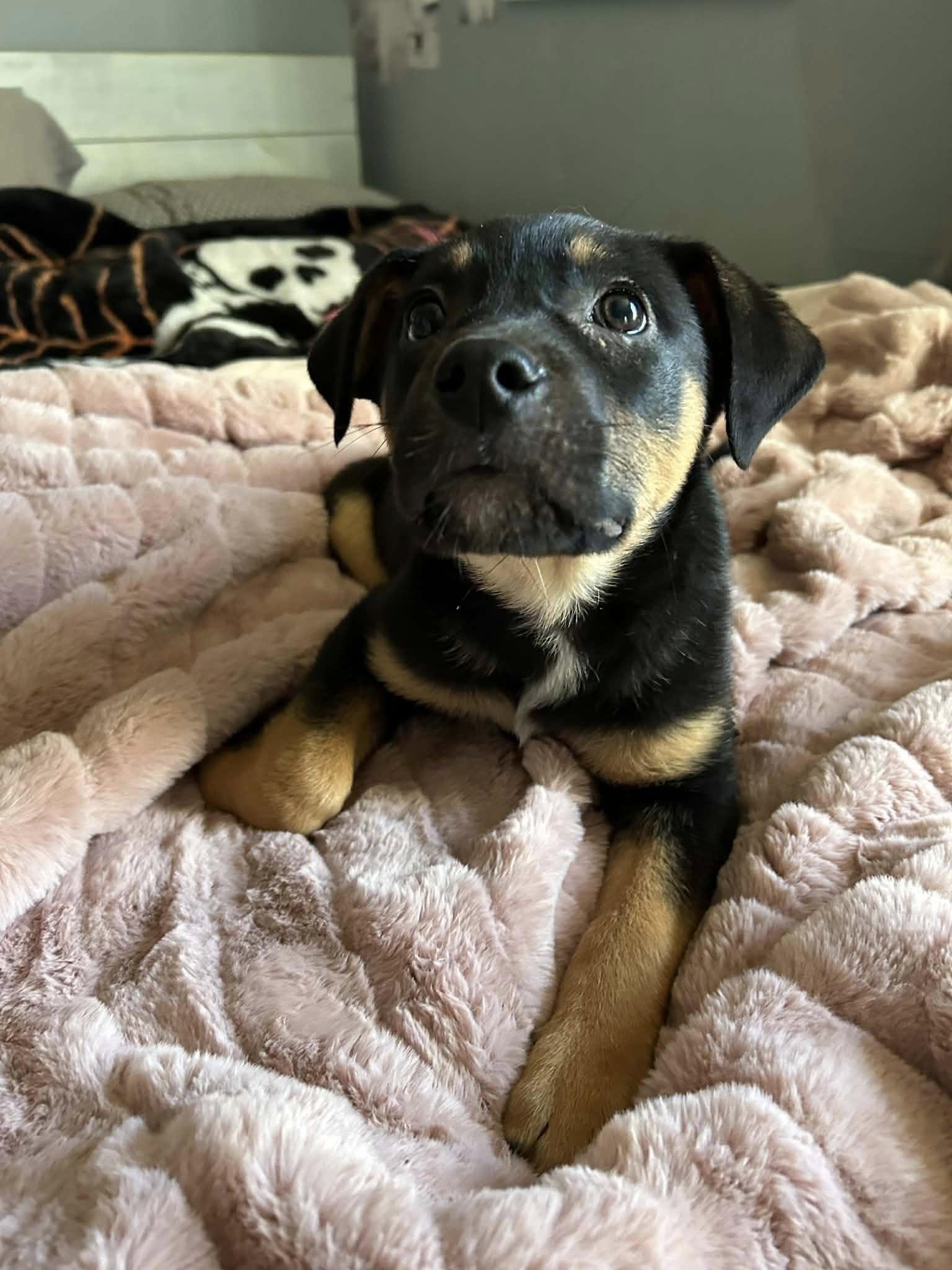 Ryder, ADOPTABLE, Puppy Male Rottweiler.