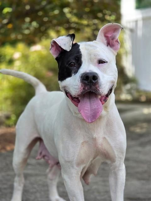 MOLLY, Adoptable, Adult Female Pit Bull Terrier.