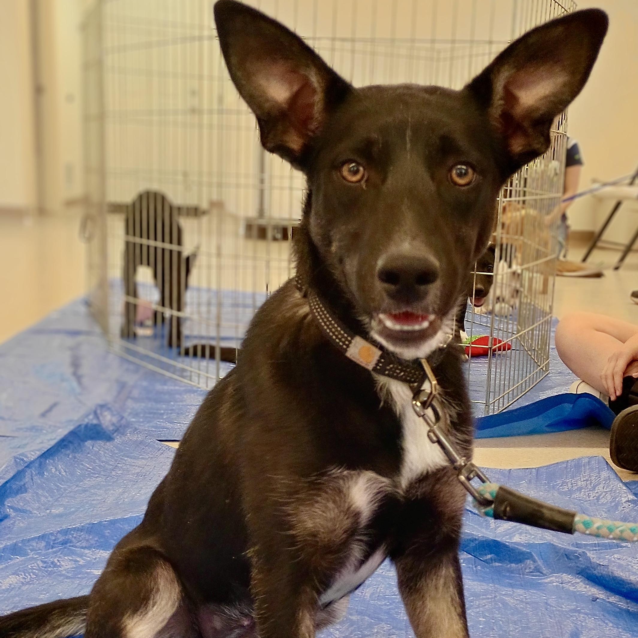Yuri, an adoptable Shepherd in Pocatello, ID, 83201 | Photo Image 2