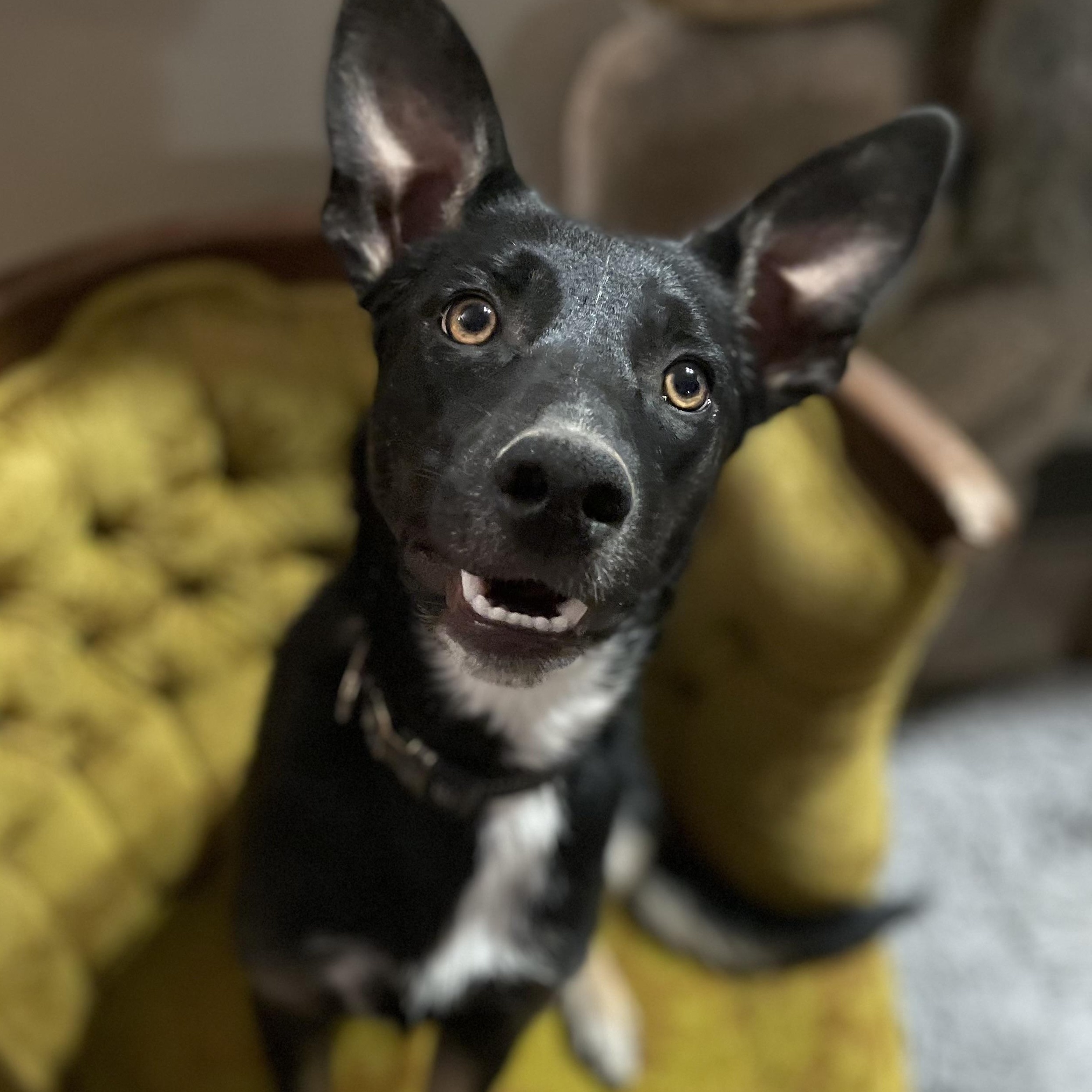 Yuri, an adoptable Shepherd in Pocatello, ID, 83201 | Photo Image 1