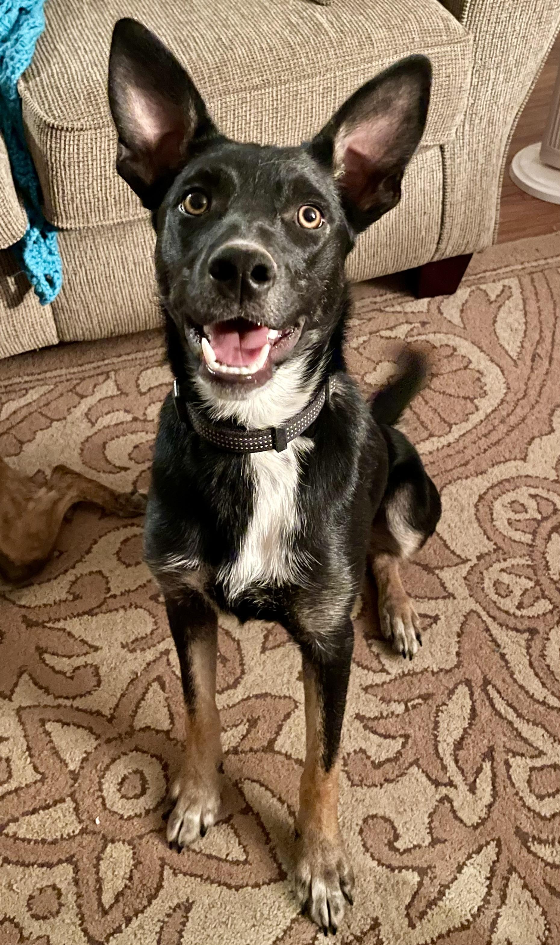 Yuri, an adoptable Shepherd in Pocatello, ID, 83201 | Photo Image 4