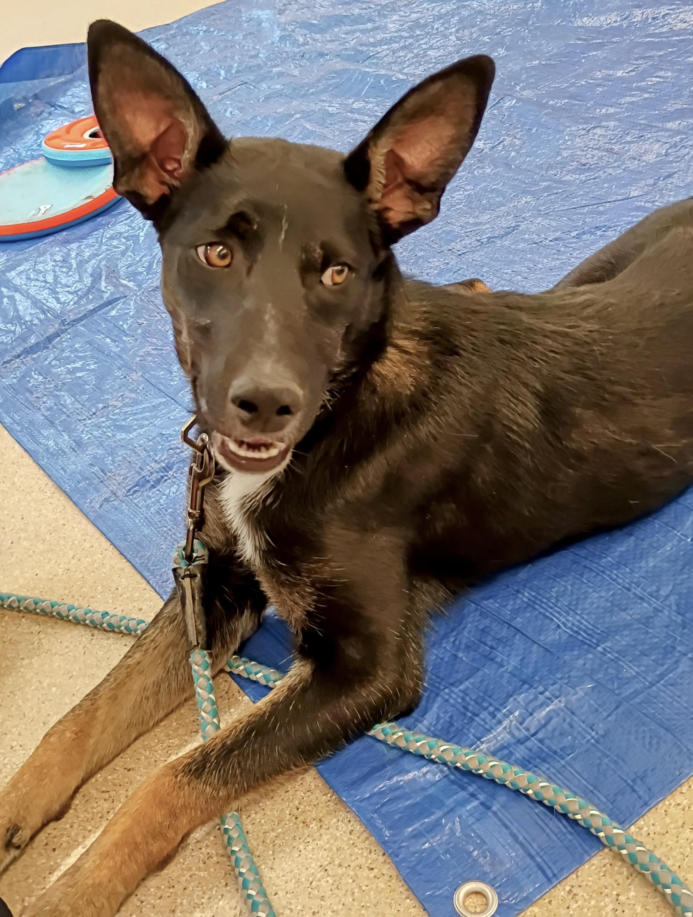 Yuri, an adoptable Shepherd in Pocatello, ID, 83201 | Photo Image 2