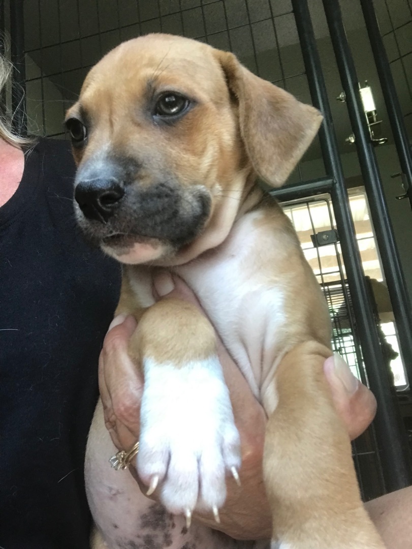 Enlarge Marco, a Adoptable mixed breed in Beaverton, OR image 3/4