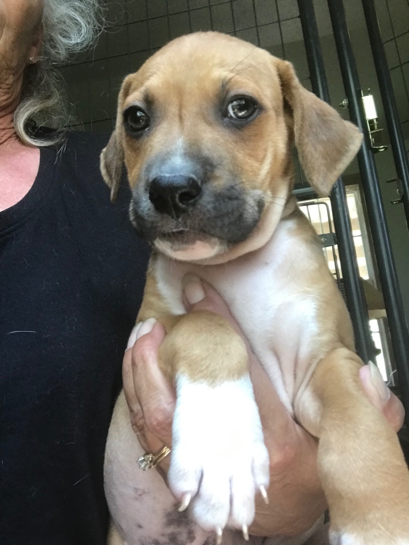 Enlarge Marco, a Adoptable mixed breed in Beaverton, OR image 4/4