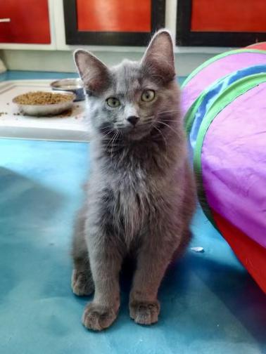 Enlarge Fozzie, a Adopted Domestic Medium Hair in Prescott, AZ image 2/3