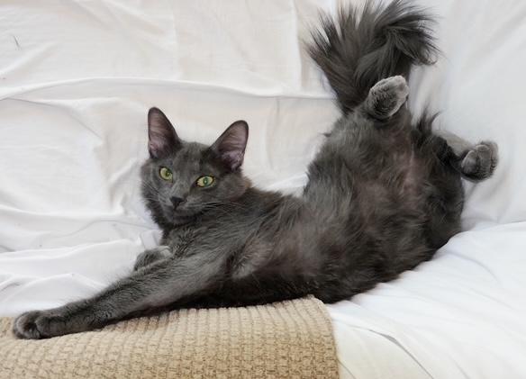 Fozzie, Adopted, Young Male Domestic Medium Hair.