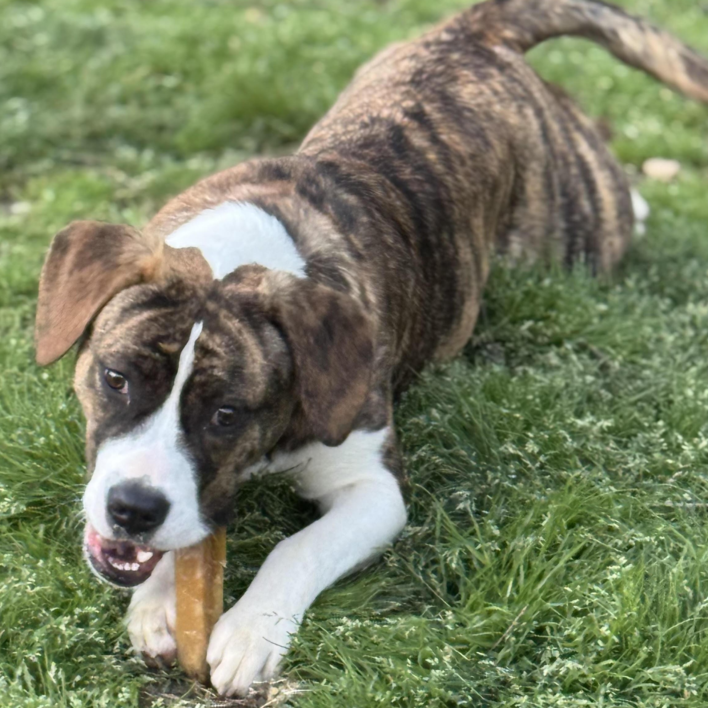 Bayou, a ADOPTABLE mixed breed in Water Valley, MS image 2/2