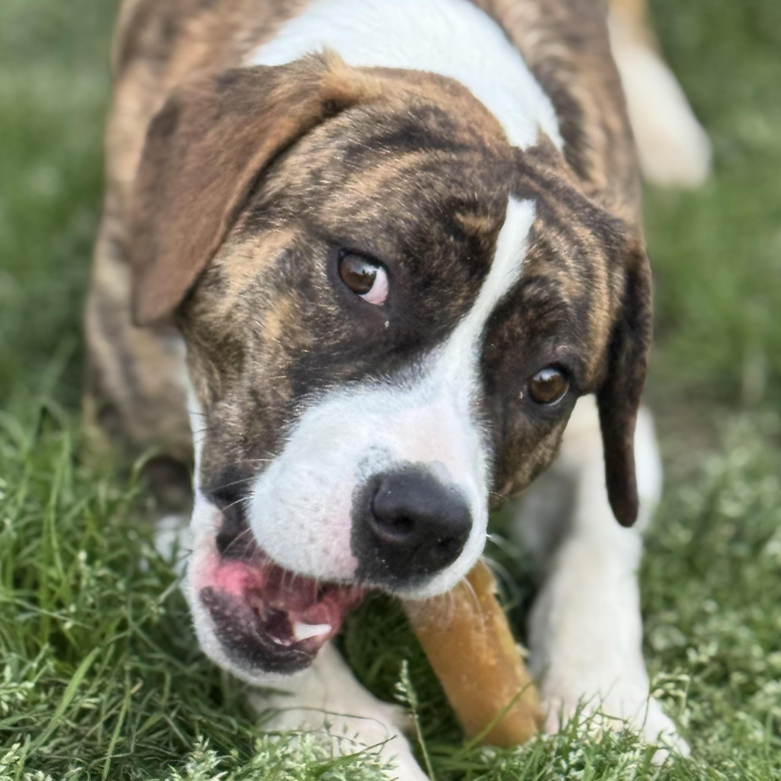 Bayou, a ADOPTABLE mixed breed in Water Valley, MS image 1/2