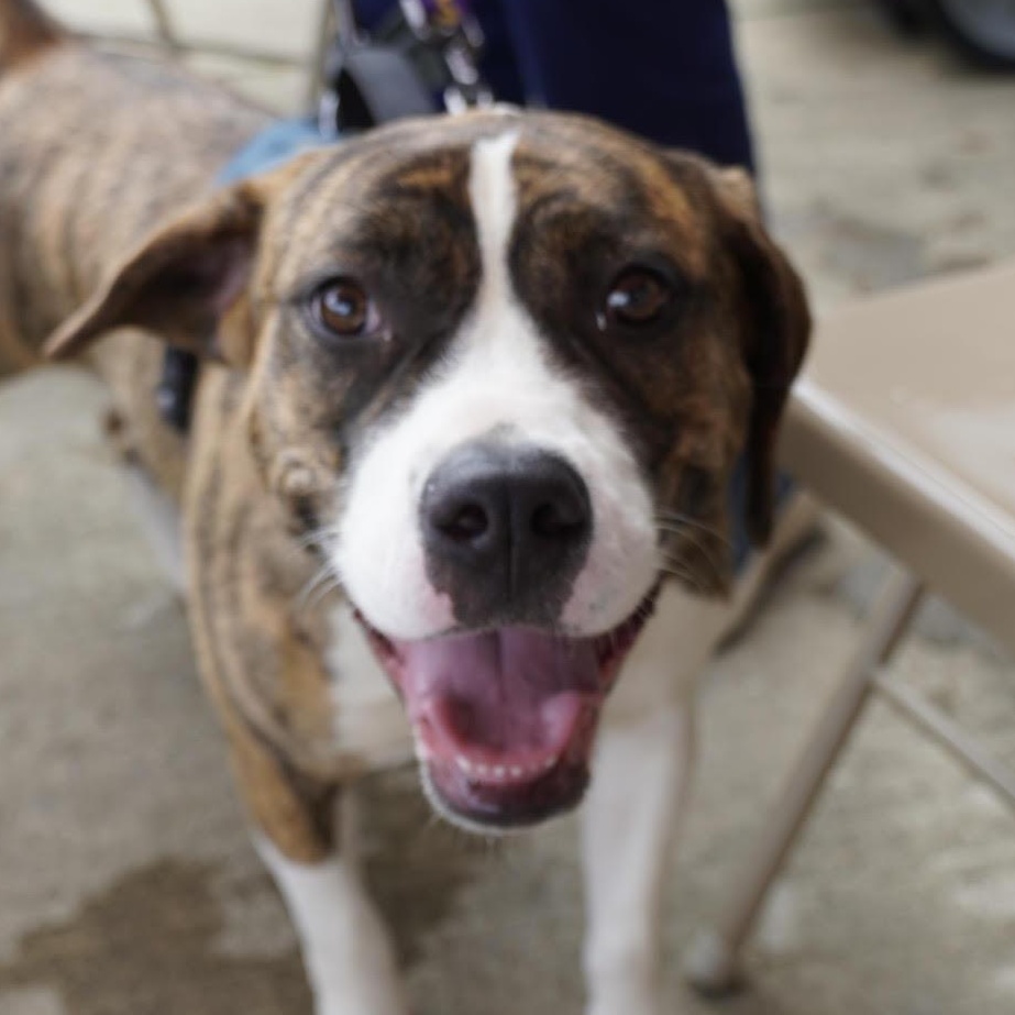 Bayou, ADOPTABLE, Young Female Boxer.