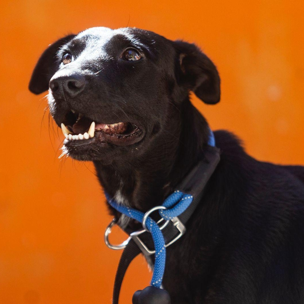 Oliver, ADOPTABLE, Young Male Black Labrador Retriever & Whippet.