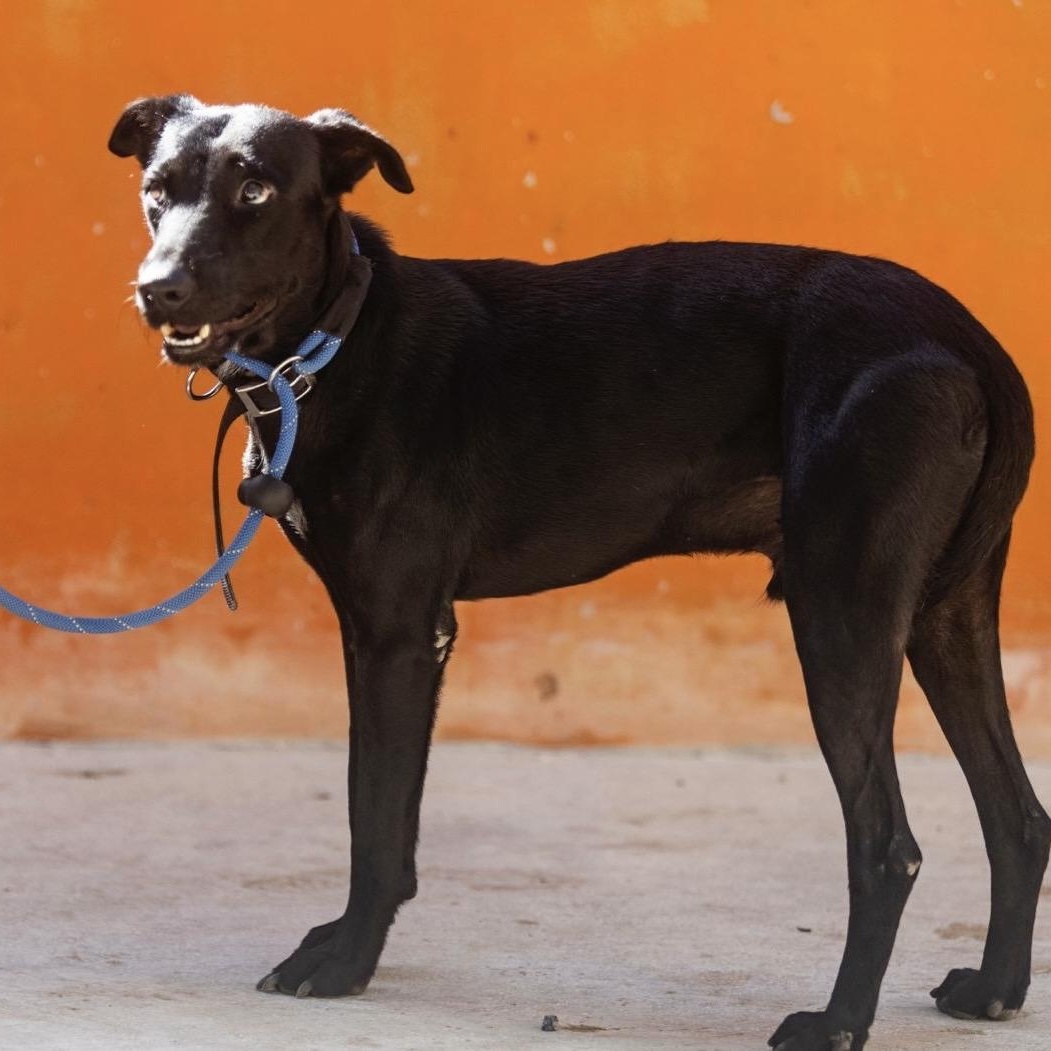 Enlarge Oliver, a ADOPTABLE mixed breed in New York, NY image 2/6