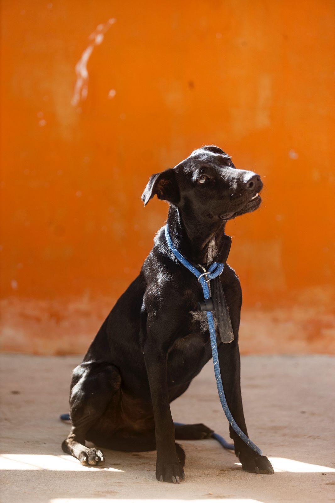 Enlarge Oliver, a ADOPTABLE mixed breed in New York, NY image 3/6