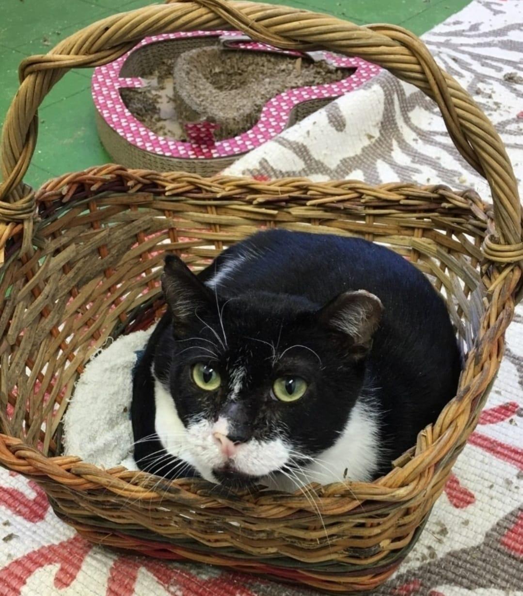 Charlie, a Adoptable Domestic Short Hair in Flushing, NY image 1/6