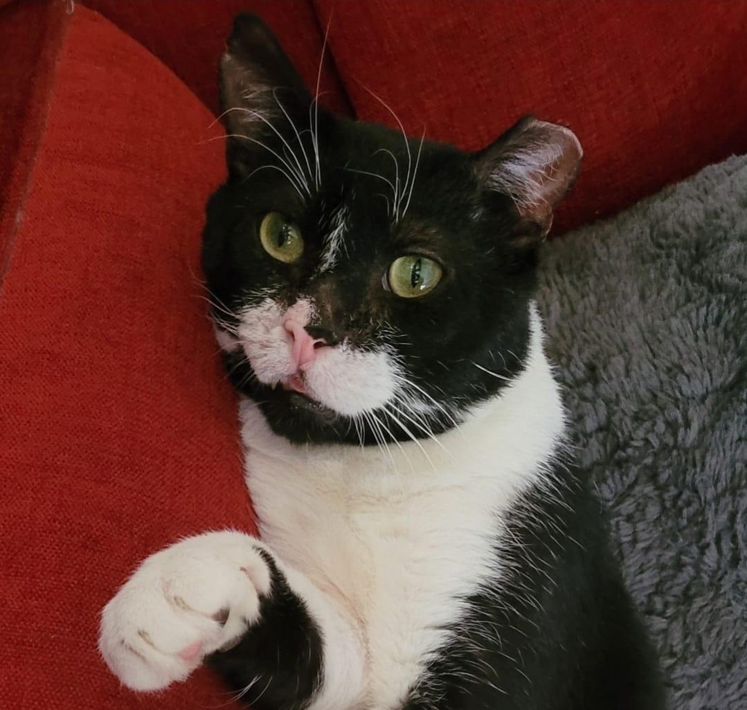 Charlie, a Adoptable Domestic Short Hair in Flushing, NY image 2/6