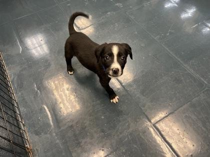 Scoop, Adoptable, Puppy Male Cattle Dog & Mixed Breed.