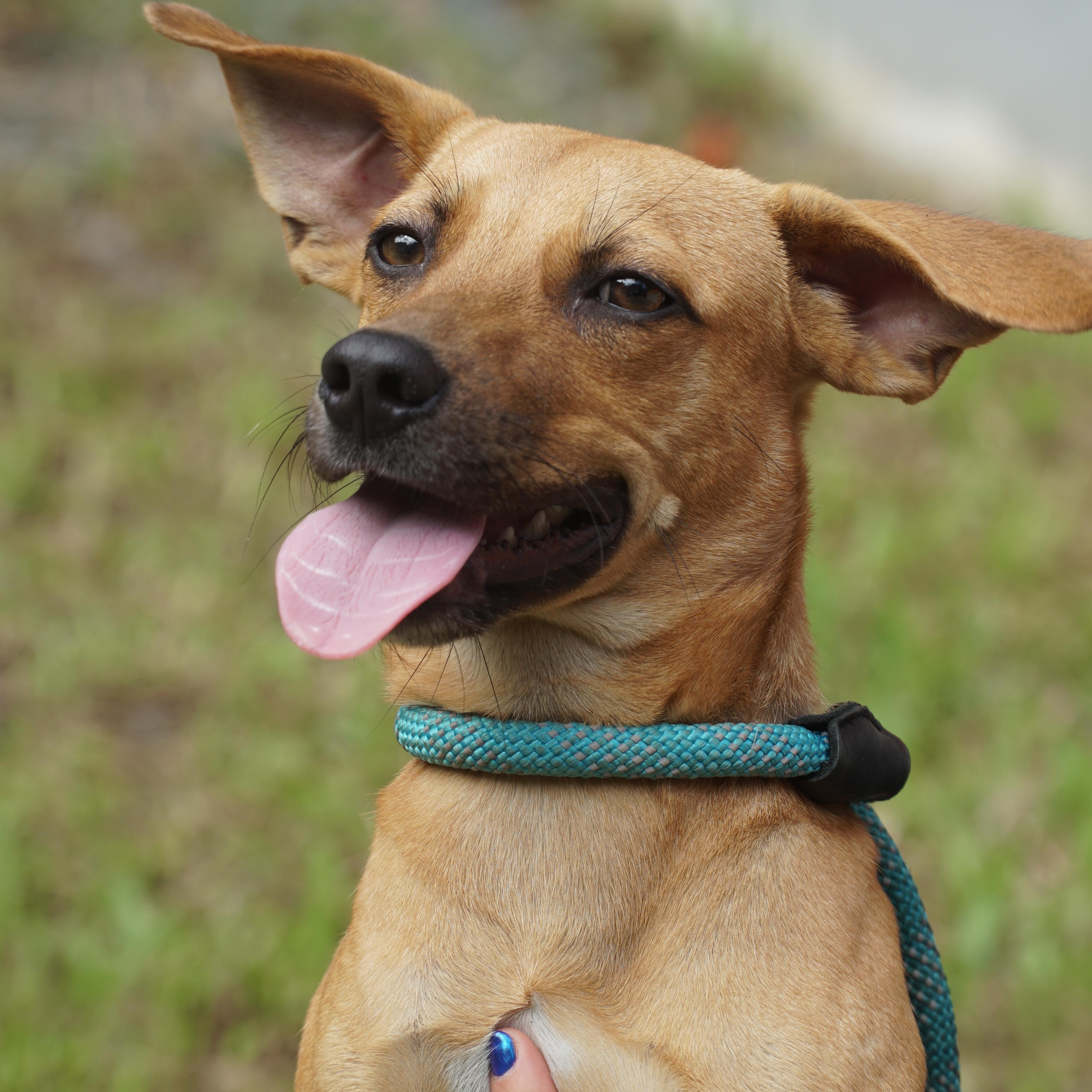 Enlarge Goose, a ADOPTABLE mixed breed in New York, NY image 1/3