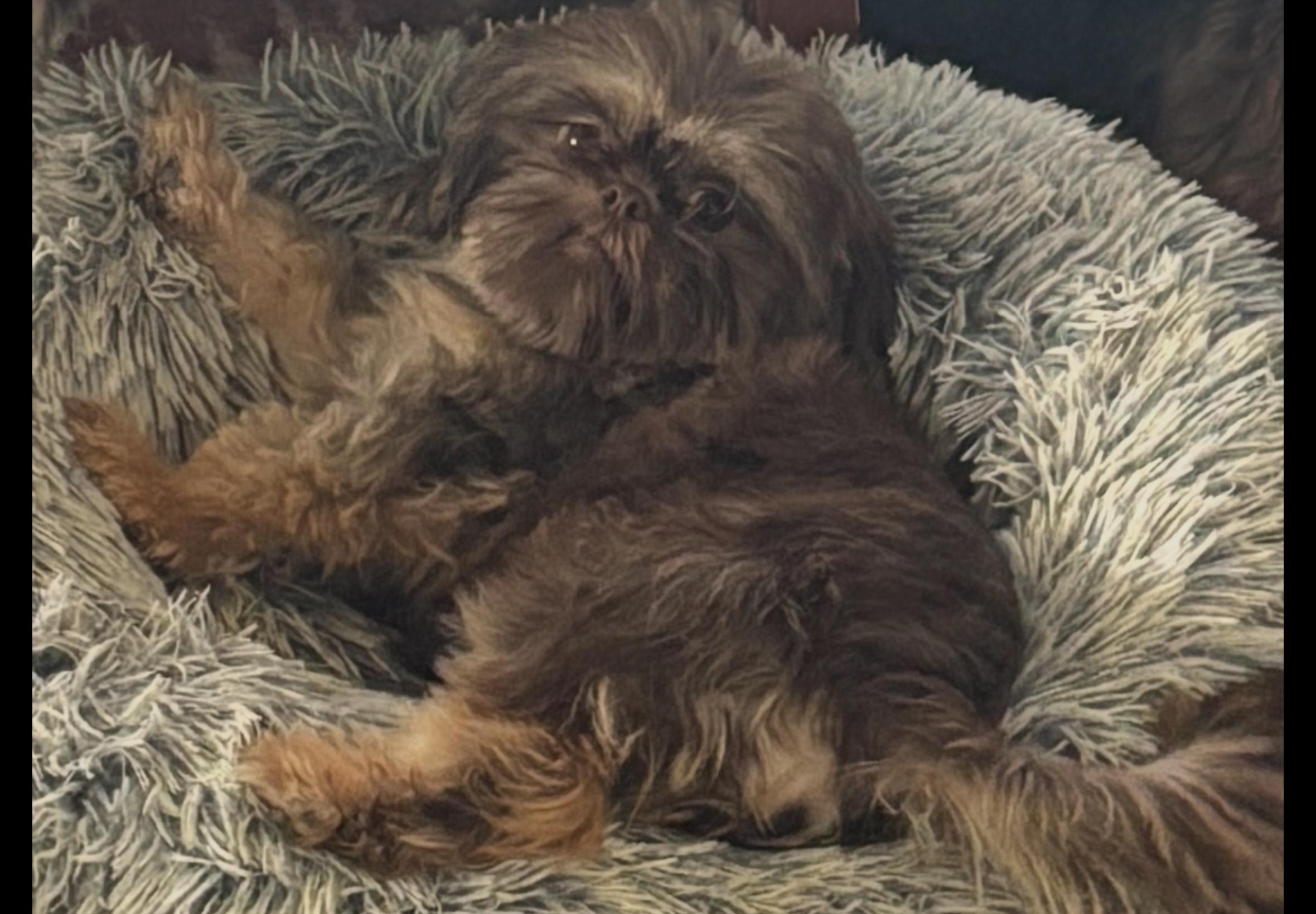 Mocha, adopted, Adult Female Shih Tzu.