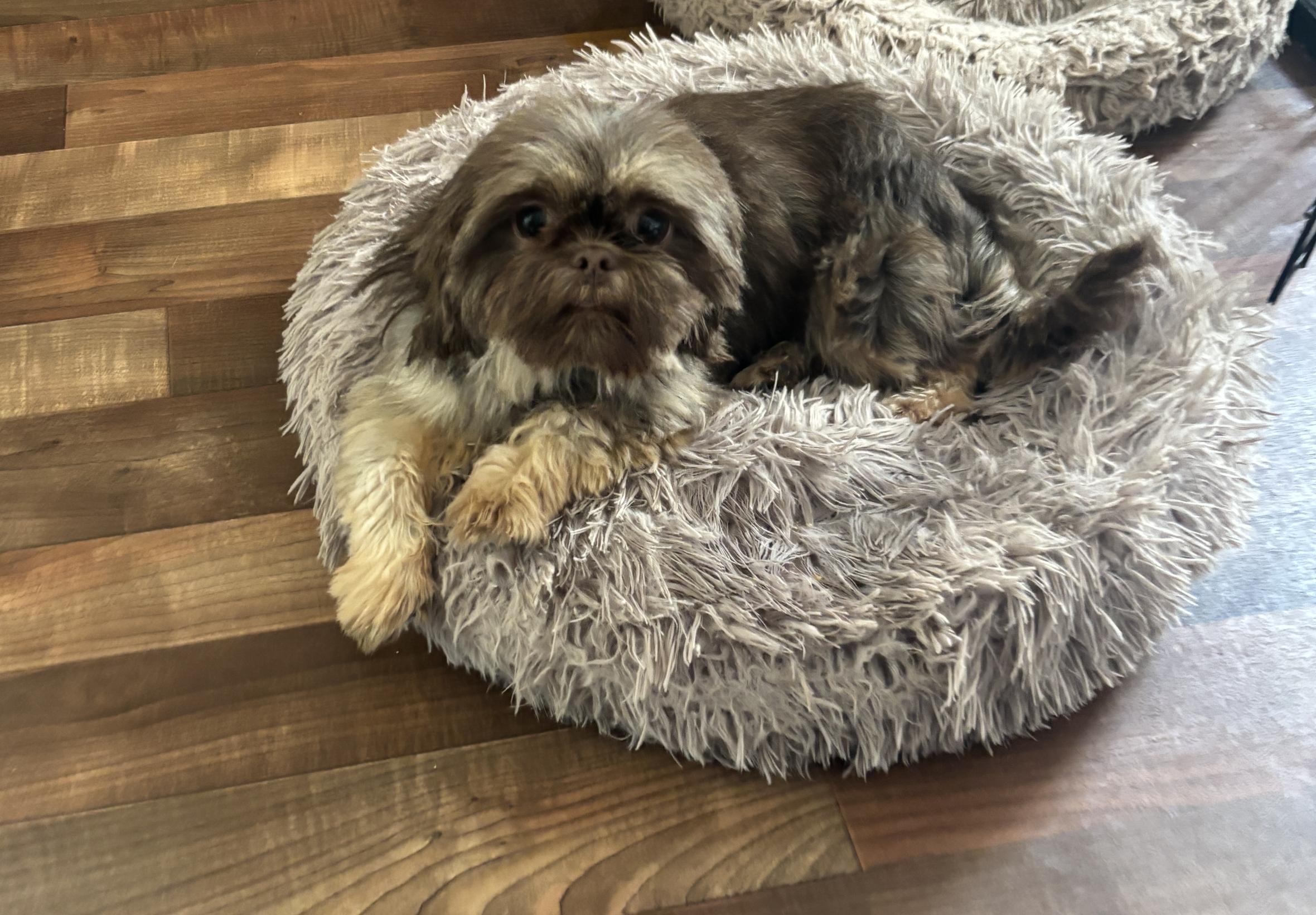 Enlarge Mocha, an adopted Shih Tzu in Eighty Four, PA image 2/2