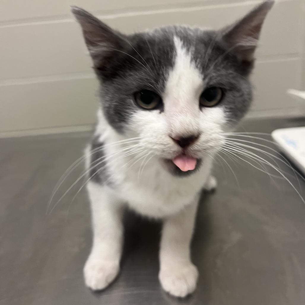 Sansa: Rodent Responder, Adoption Fees Waived!