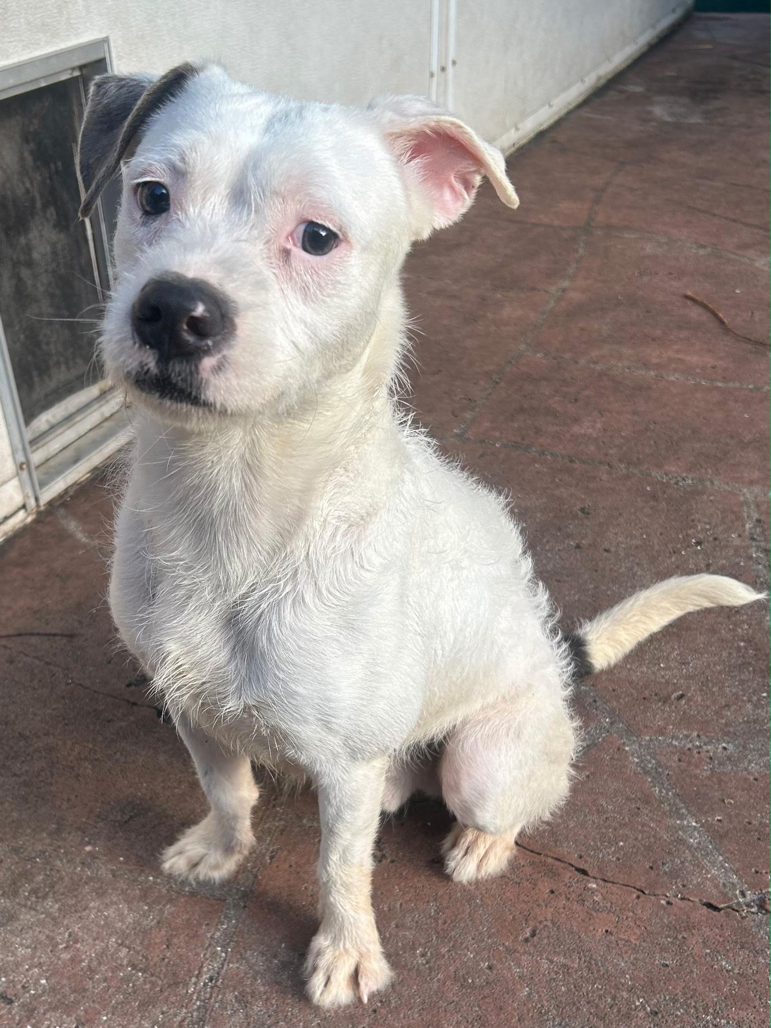 Russell , an adopted mixed breed in Lake Worth, FL image 6/6