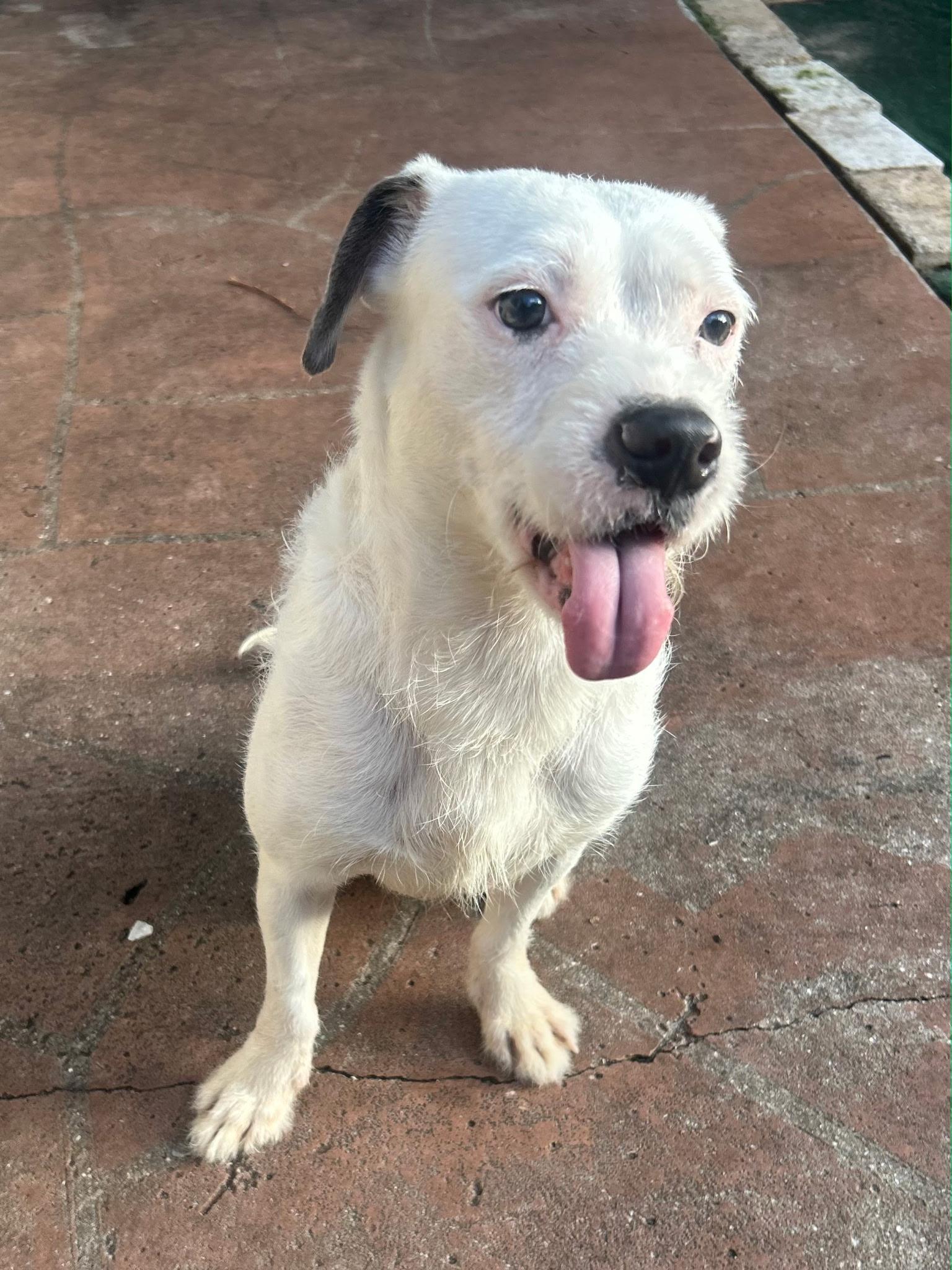Russell , an adopted mixed breed in Lake Worth, FL image 3/6