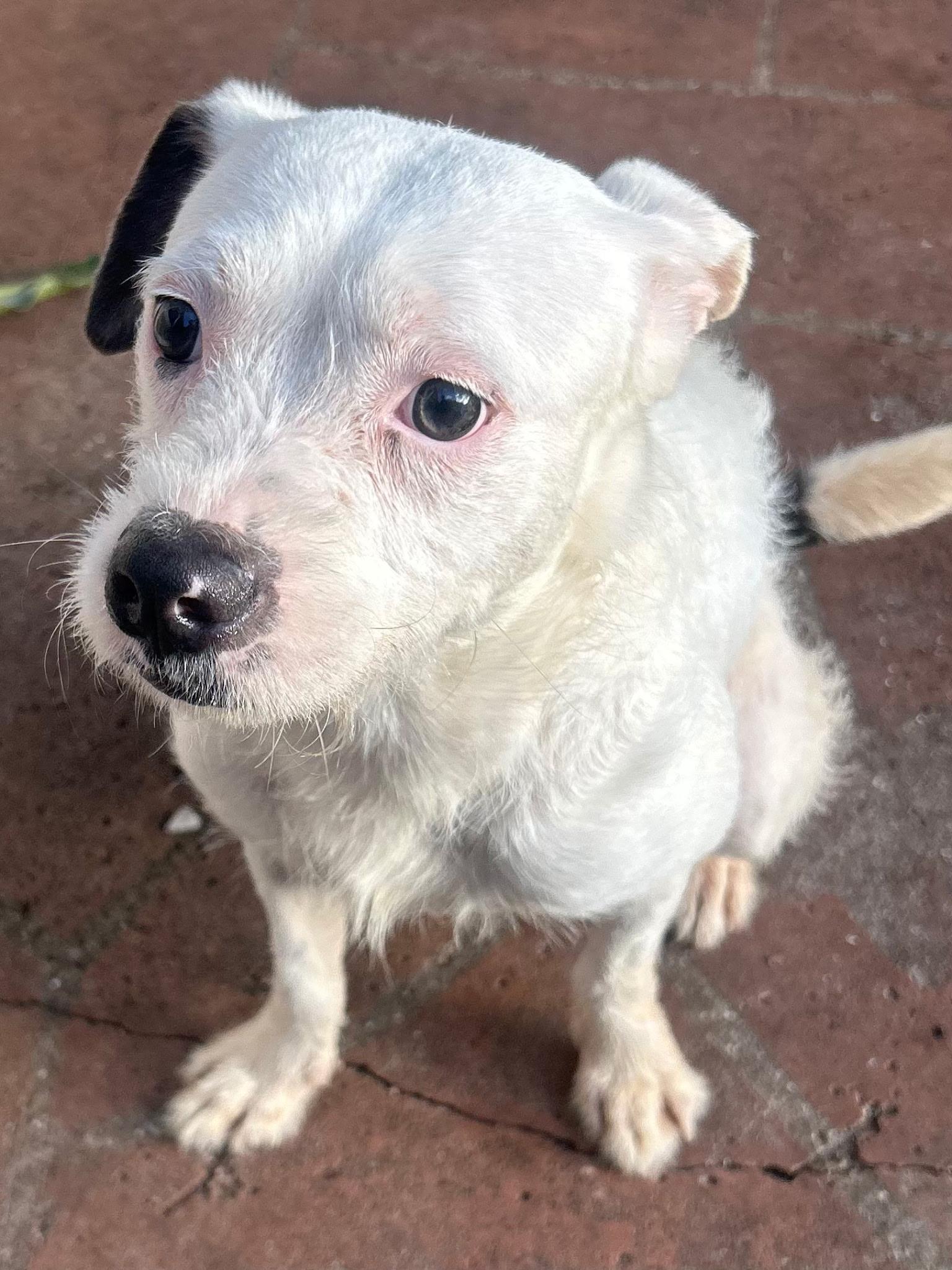 Russell , an adopted mixed breed in Lake Worth, FL image 2/6