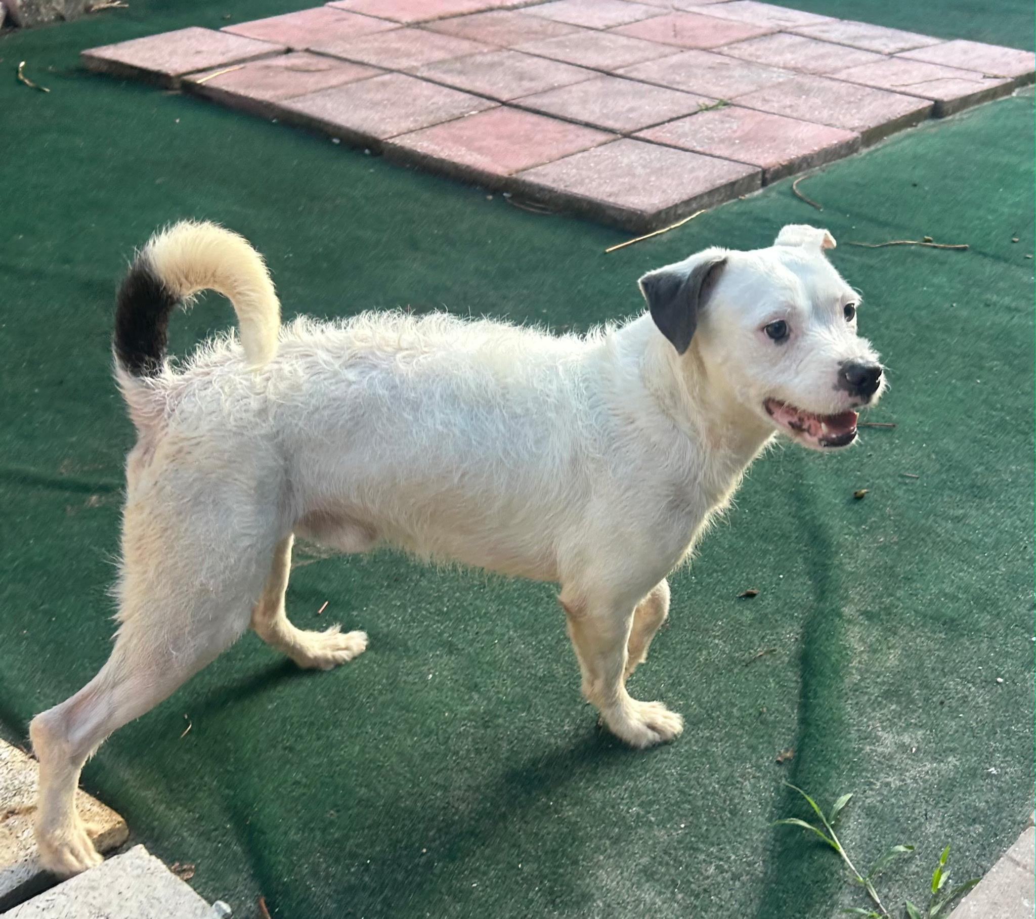 Russell , an adopted mixed breed in Lake Worth, FL image 5/6