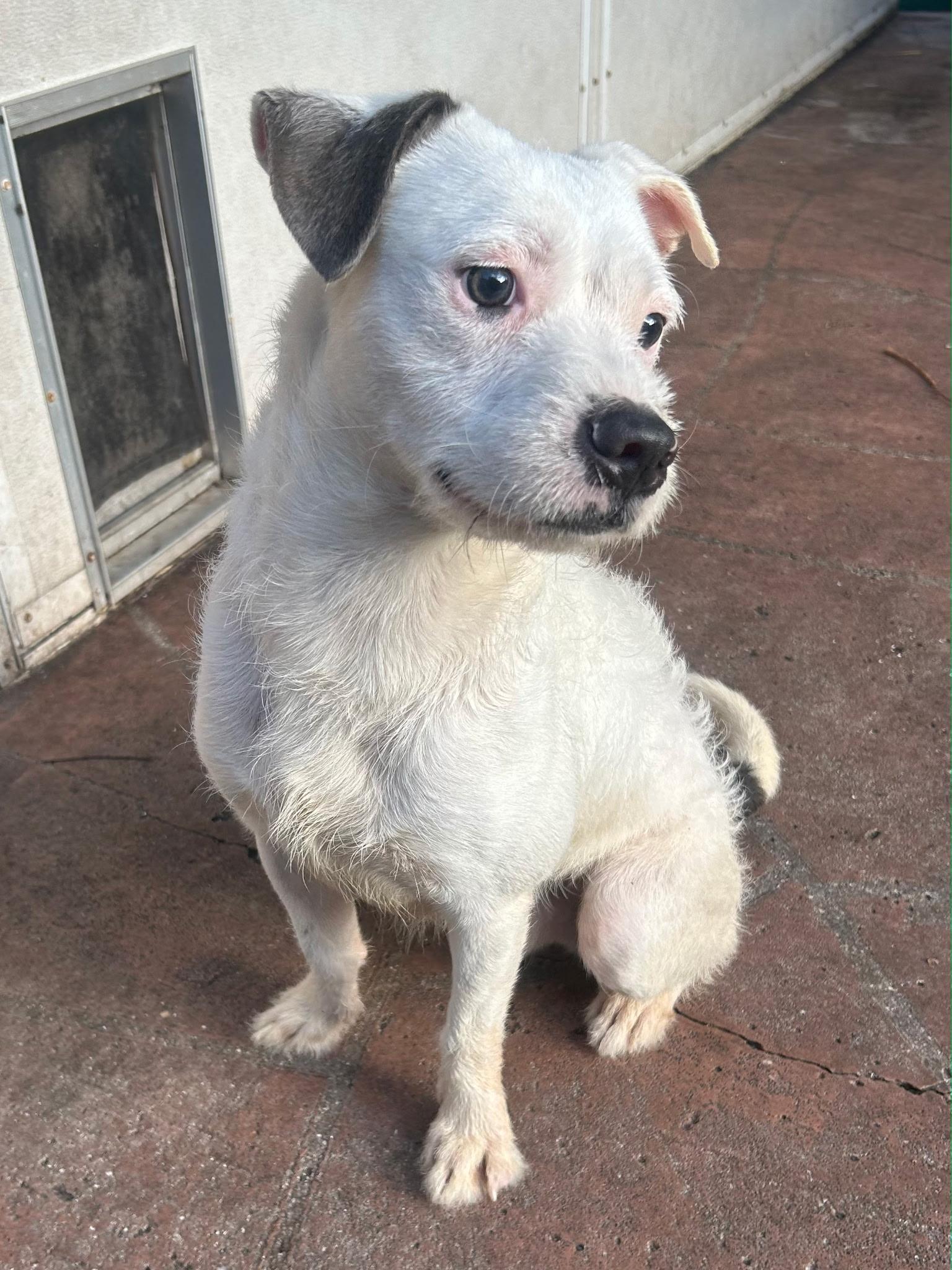 Russell , an adopted mixed breed in Lake Worth, FL image 4/6