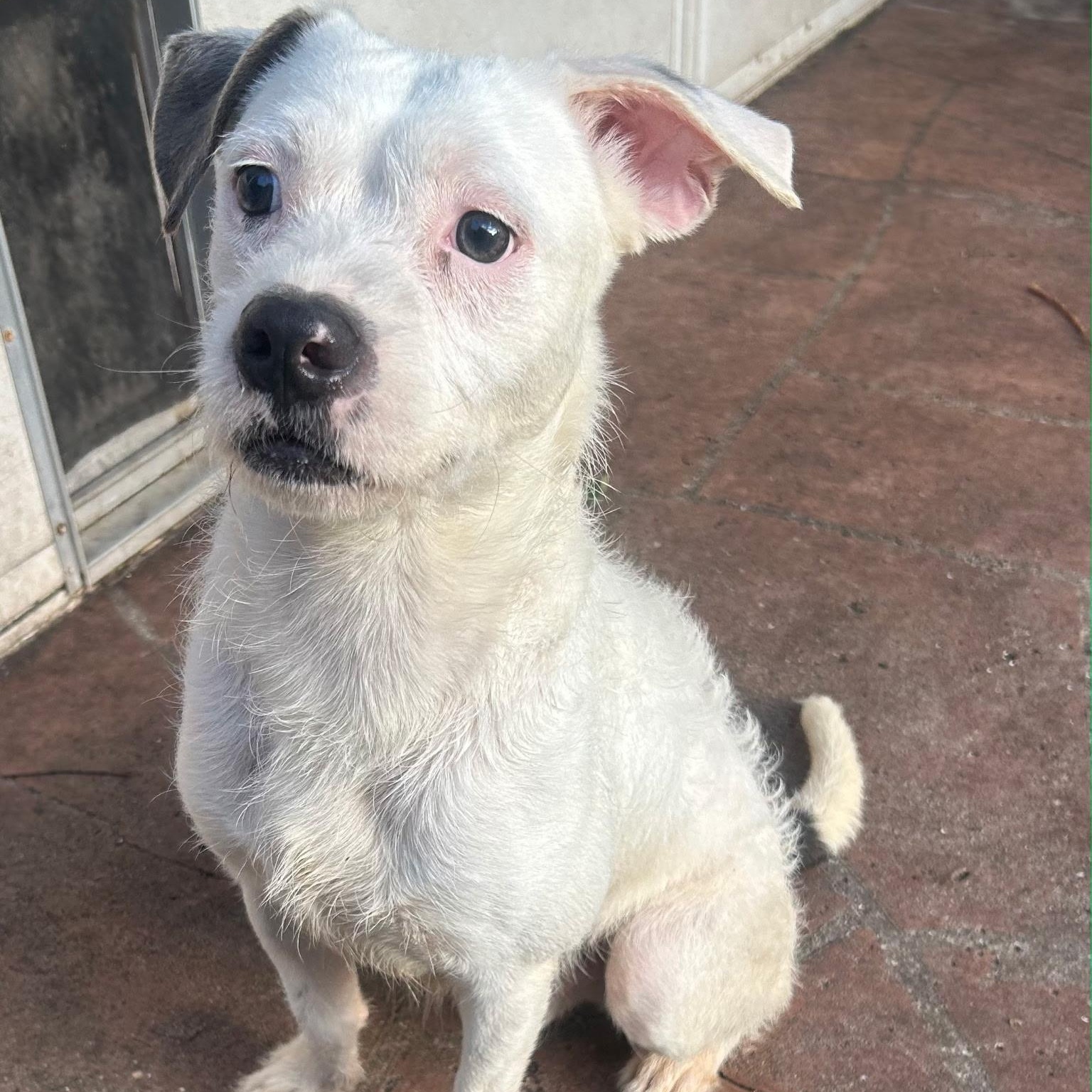 Russell , an adopted mixed breed in Lake Worth, FL image 1/6
