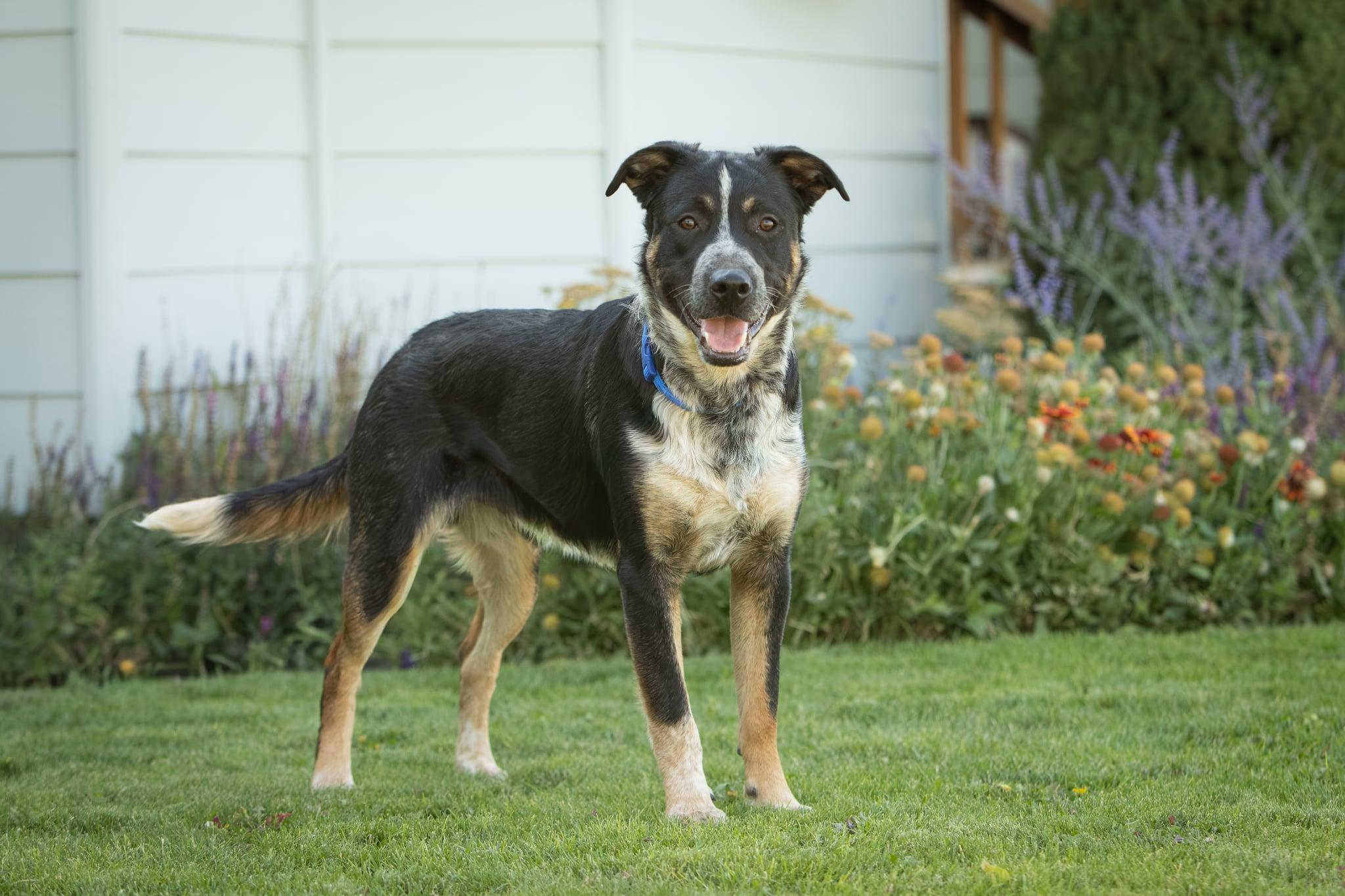Dozer, a Adoptable mixed breed in Lakeview, OR image 5/6