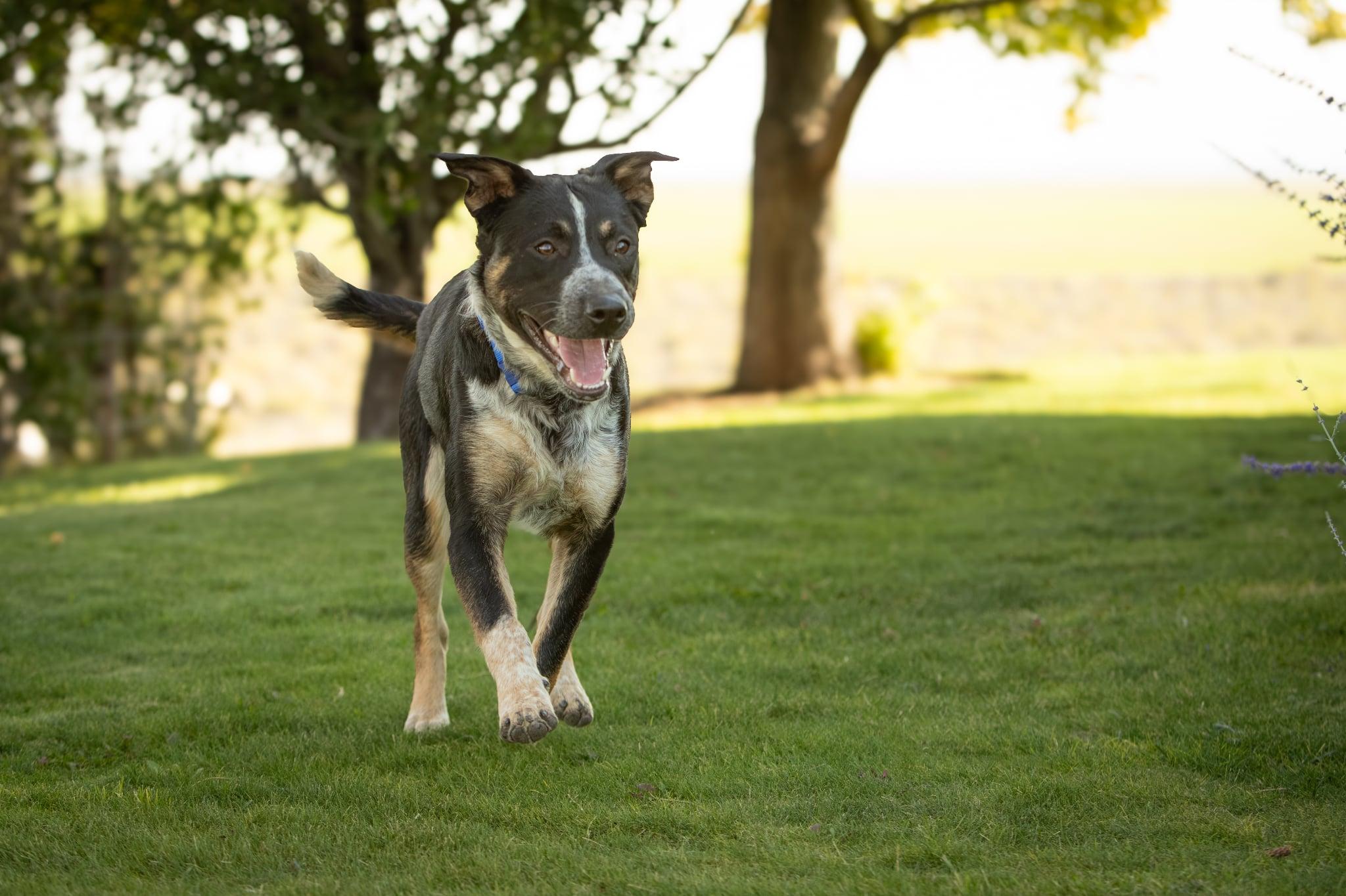 Dozer, a Adoptable mixed breed in Lakeview, OR image 4/6