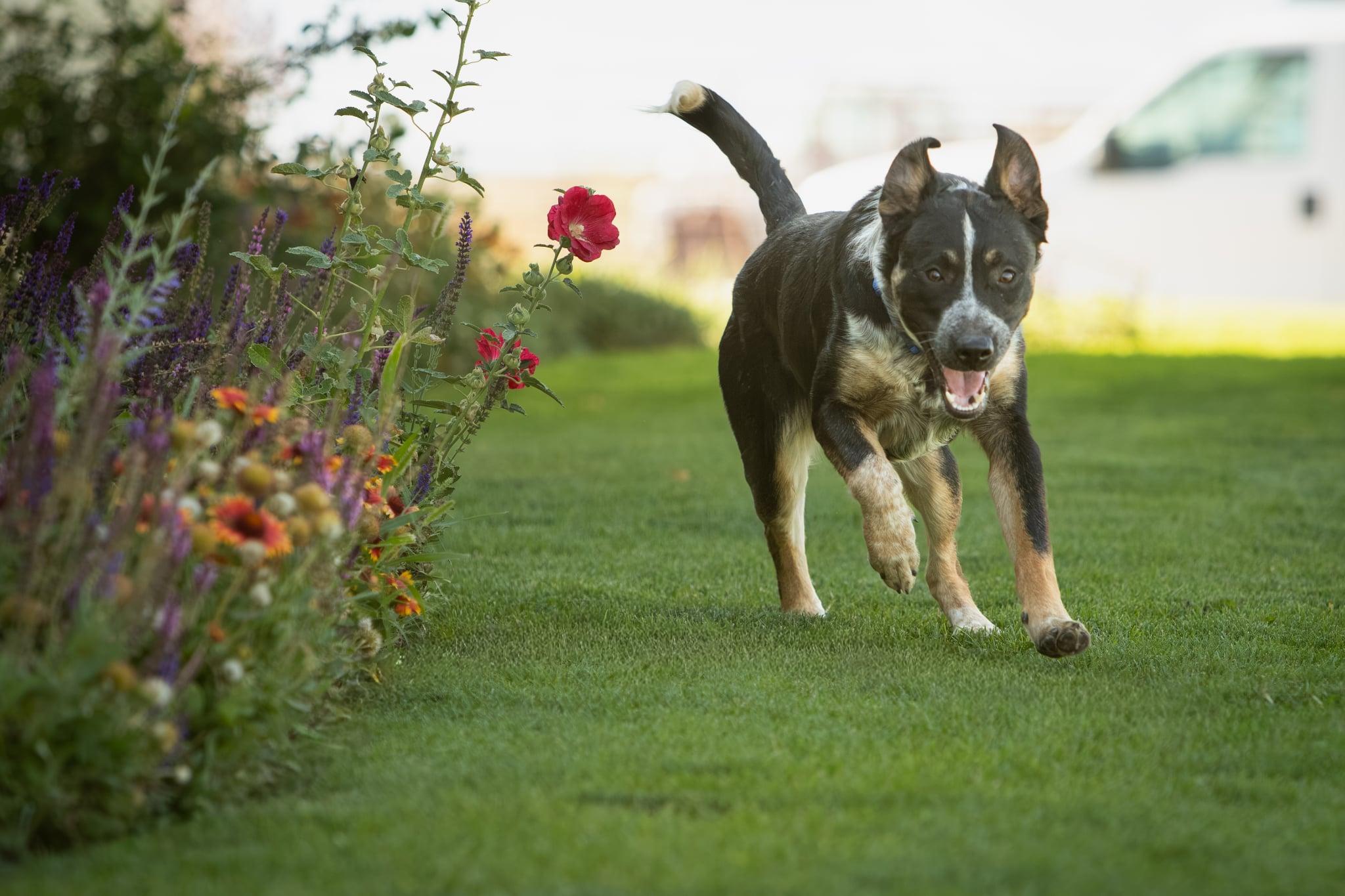 Dozer, a Adoptable mixed breed in Lakeview, OR image 2/6