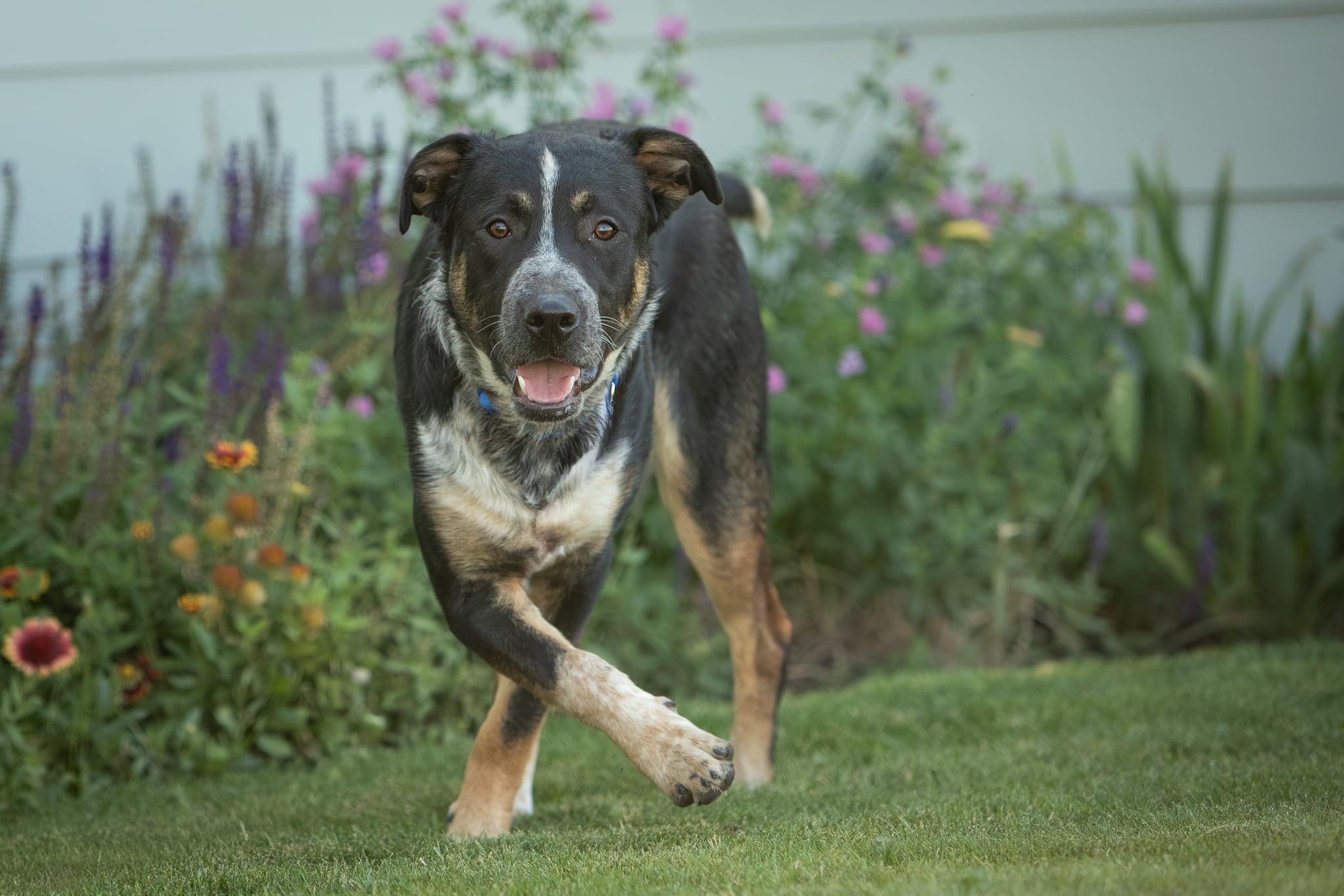 Dozer, a Adoptable mixed breed in Lakeview, OR image 6/6