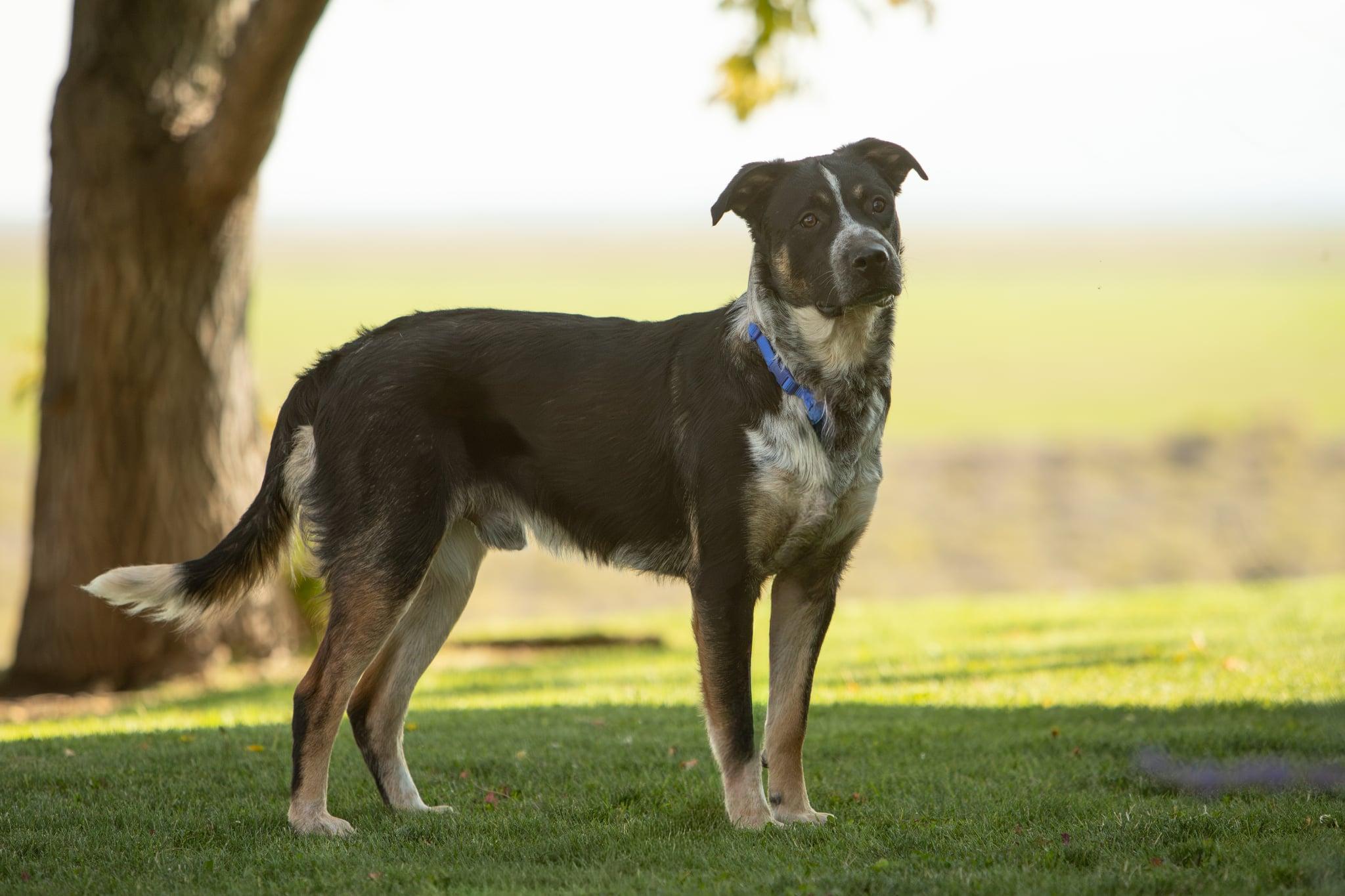Dozer, a Adoptable mixed breed in Lakeview, OR image 3/6